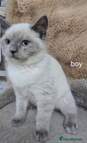 Ragdoll cats - Advert 1