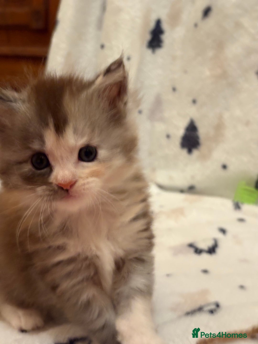 Maine Coon cats for sale: 6th Gen GCCF Pedigree Maine Coon Kitten - Advert 4