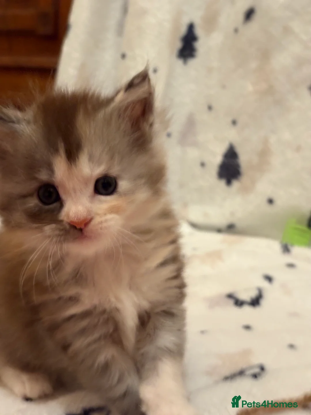 Maine Coon cats for sale: 6th Gen GCCF Pedigree Maine Coon Kitten - Advert 11