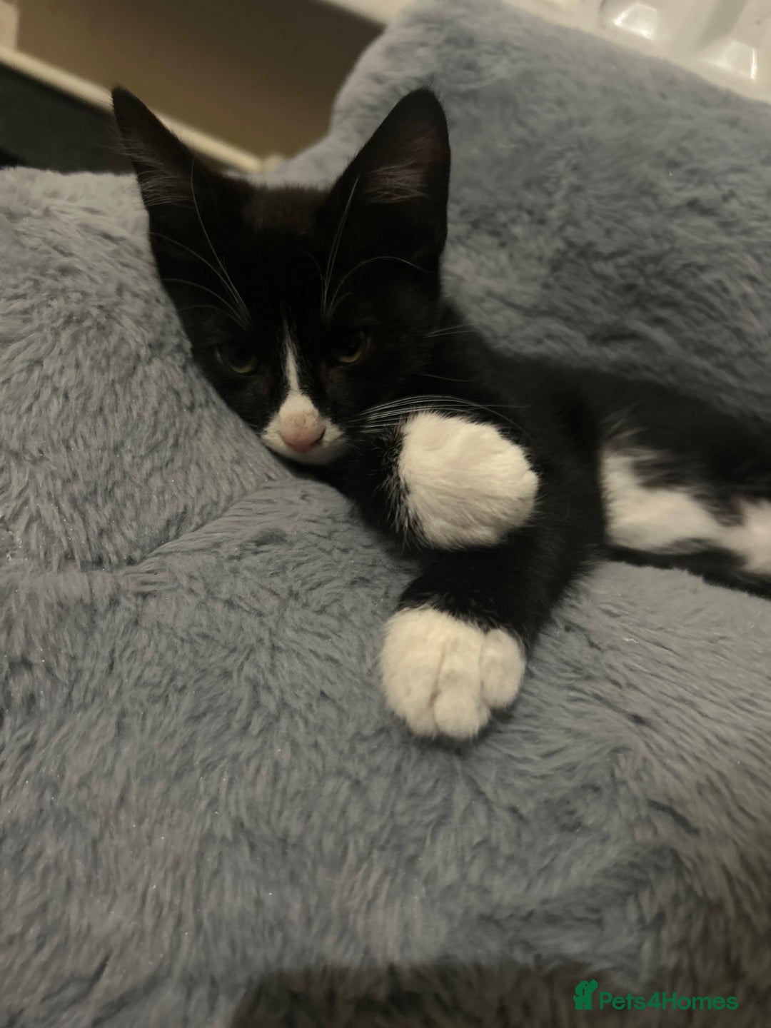 British Shorthair cats for sale: A black and white kitten  - Image 1