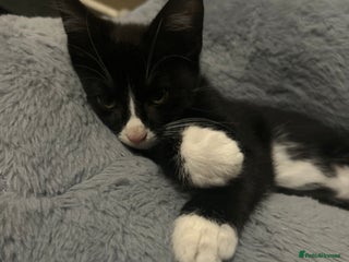 British Shorthair cats - Advert 24