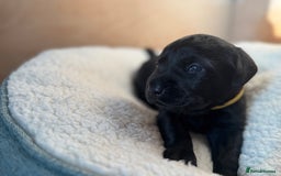 Labrador Retriever dogs for sale: EXCELLENT &UNIQUE LAB PUPPIES AV 12 NOV £1450 - Image 17
