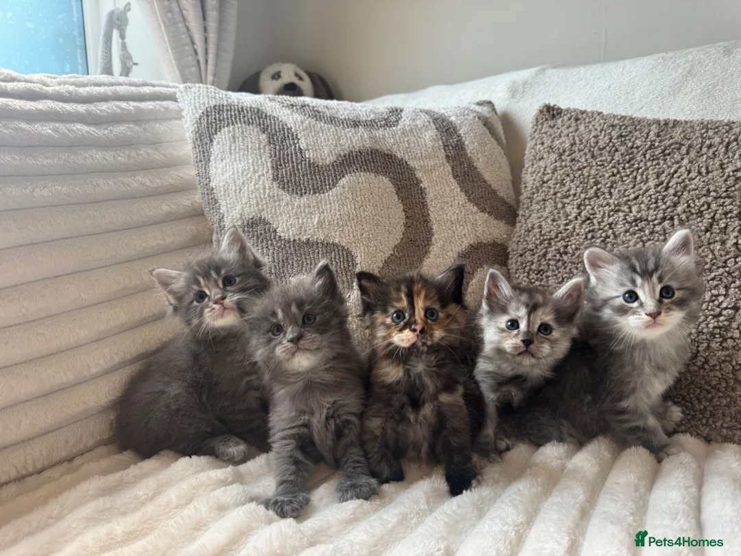 Ragcoon cats for sale: Gorgeous Mainecoon x ragdoll babies  - Advert 1