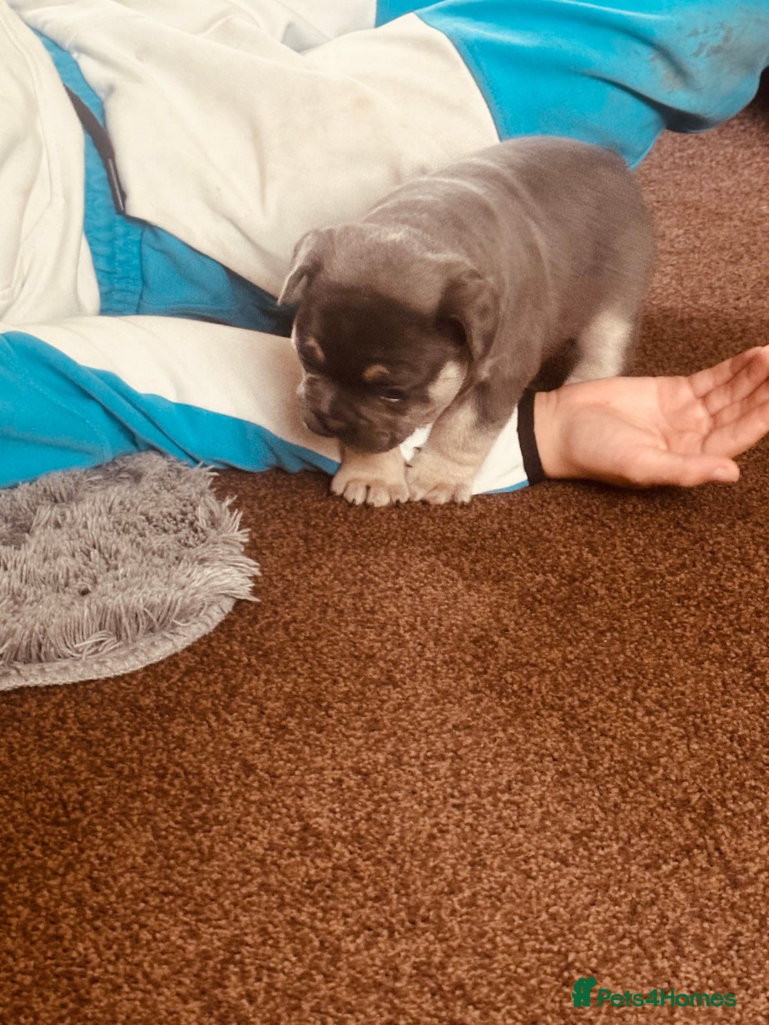 French Bulldog dogs for sale: Stunning French bulldog boy - Image 13