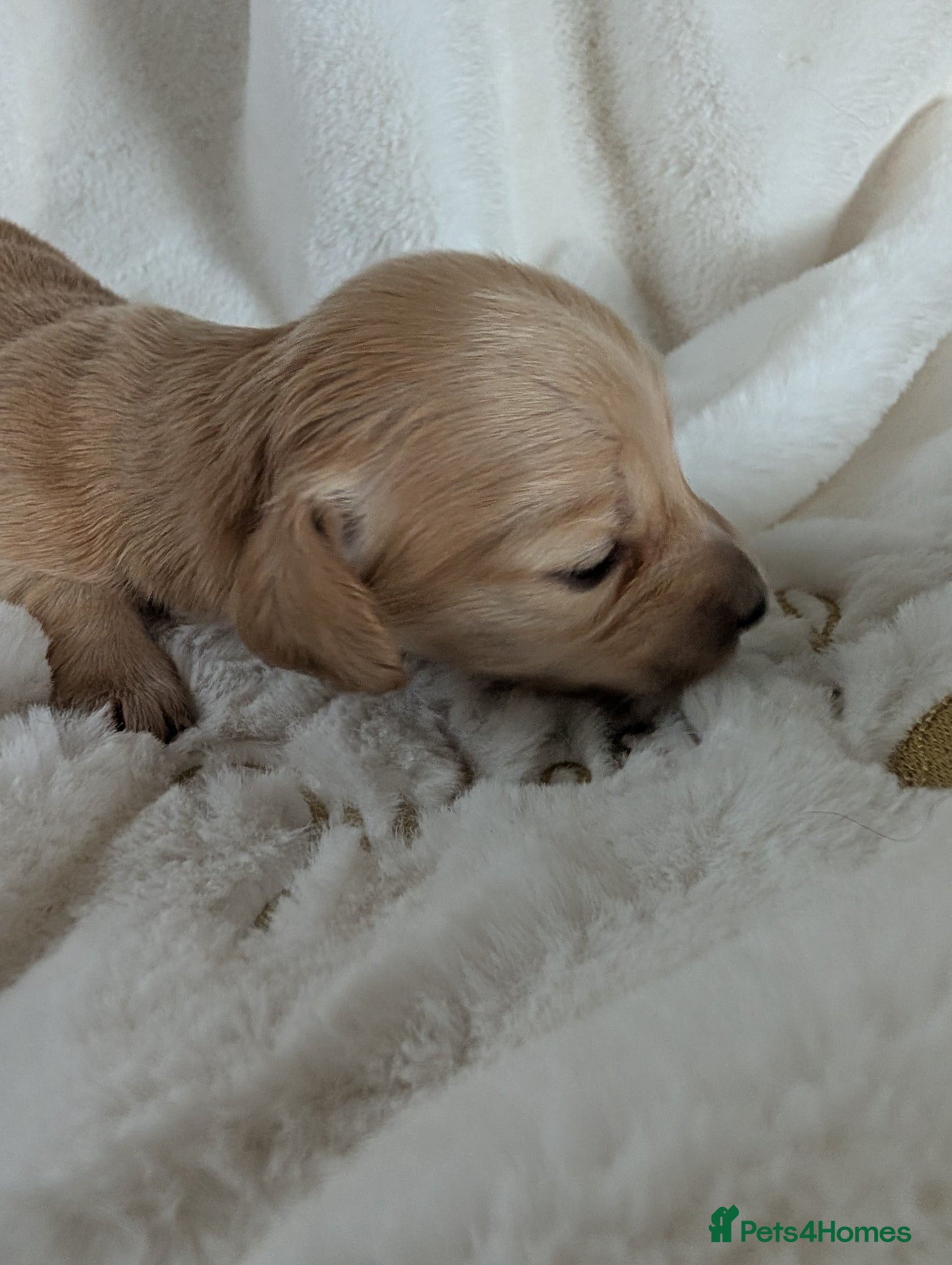 Miniature Dachshund dogs Stunning LH pra clear MD - Advert 18