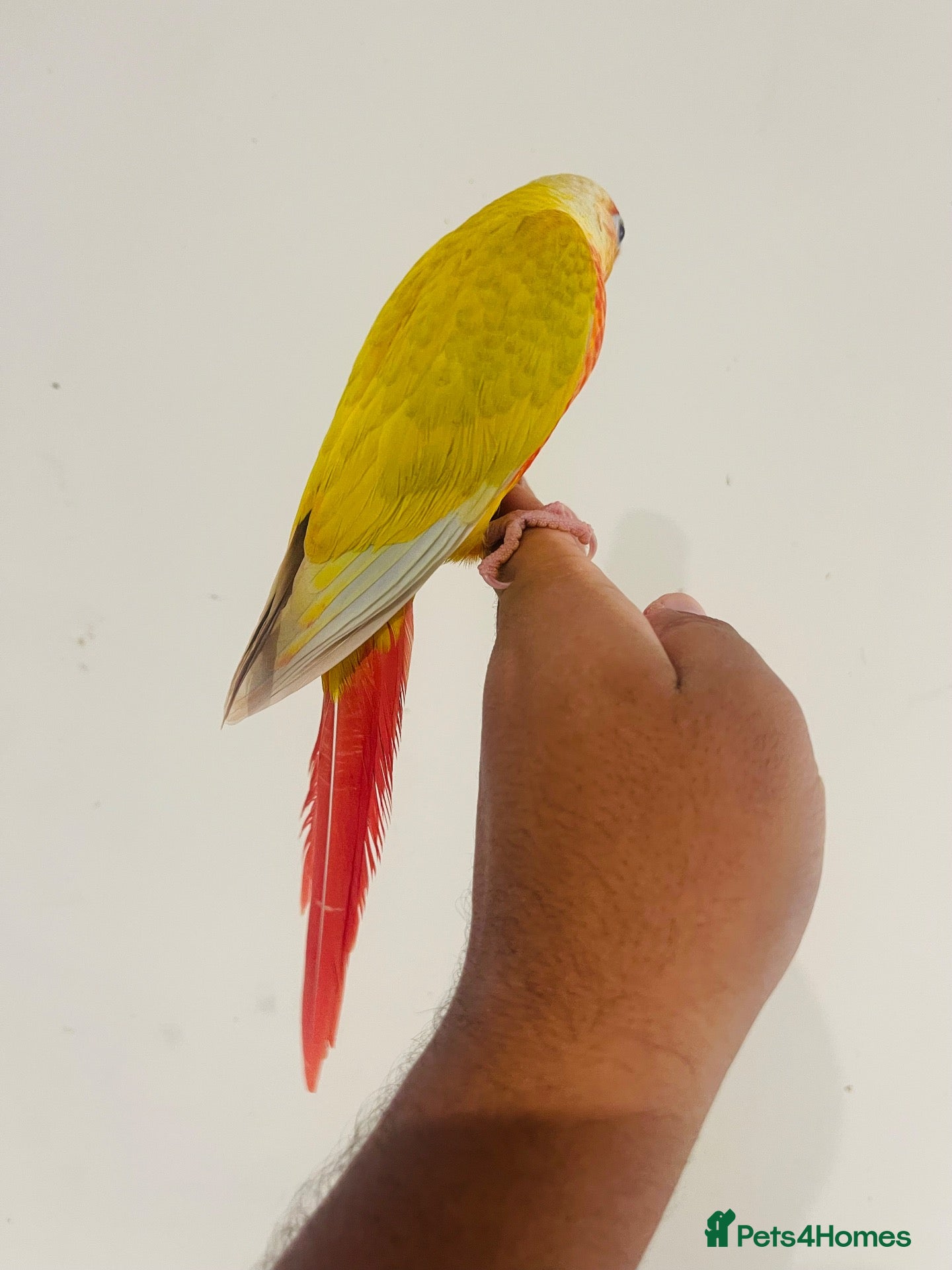 Conures birds Hand reared conures for sale  - Advert 2