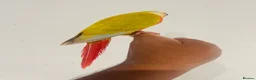 Conures birds for sale: Hand reared conures for sale  - Advert 2