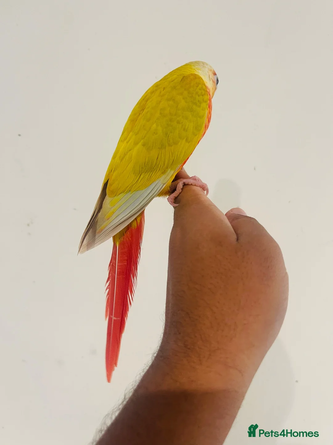 Conures birds for sale: Hand reared conures for sale  - Advert 2