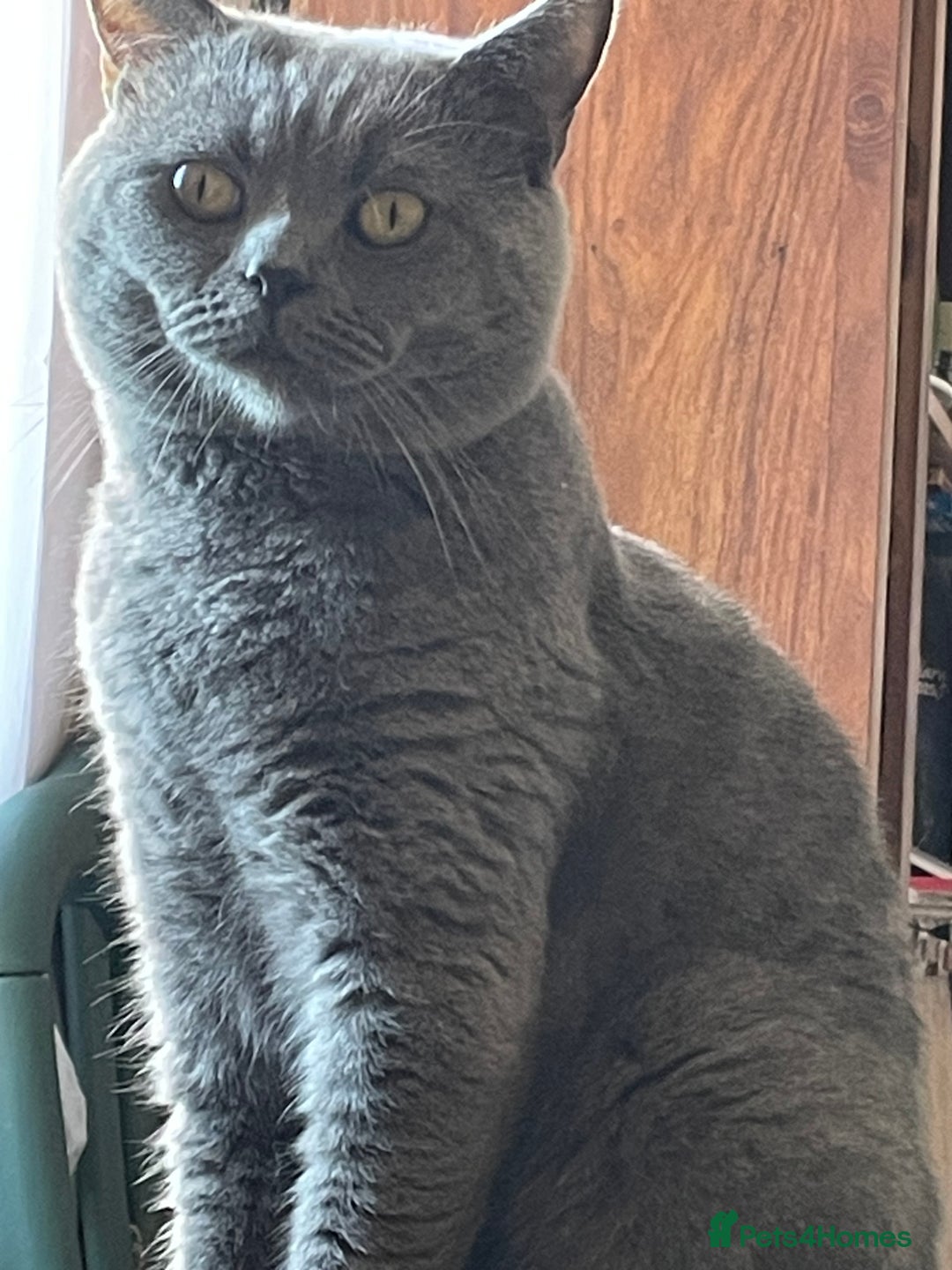 British Shorthair cats for stud: British shorthair blue cat for stud - Image 6