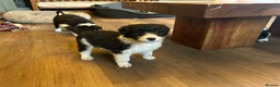 Bordoodle dogs for sale: Gorgeous Collie x poodle pups  - Advert 12
