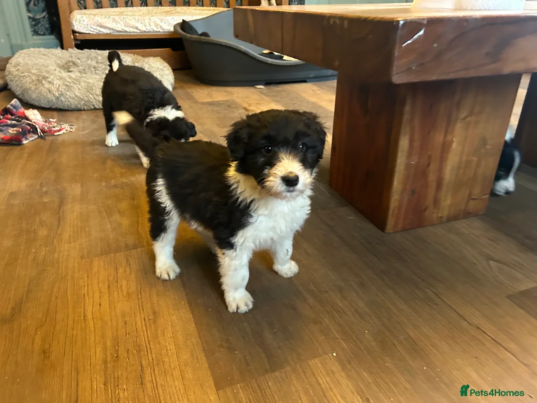 Bordoodle dogs for sale: Gorgeous Collie x poodle pups  - Advert 12