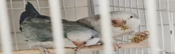 Cockatiels birds for sale: Breeding cockatiels for sale. - Advert 8