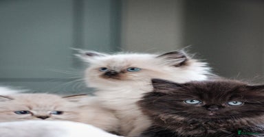 Siberian cats - Advert 7