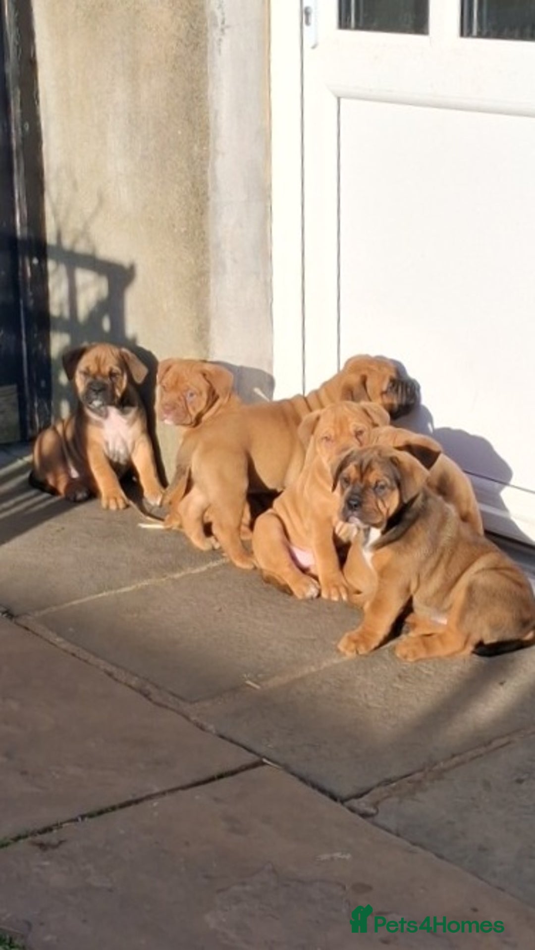 English Bulldog dogs for sale: Beautiful bulldog x rotty mastiff - Advert 15