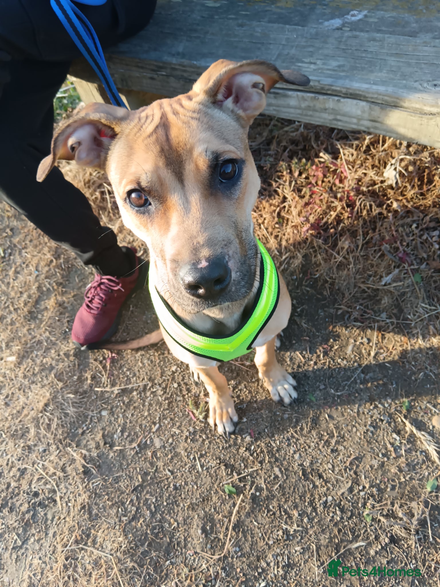 Mixed Breed dogs Sweet boy  - Advert 1