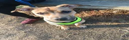 Mixed Breed dogs for sale: Sweet boy  - Advert 1