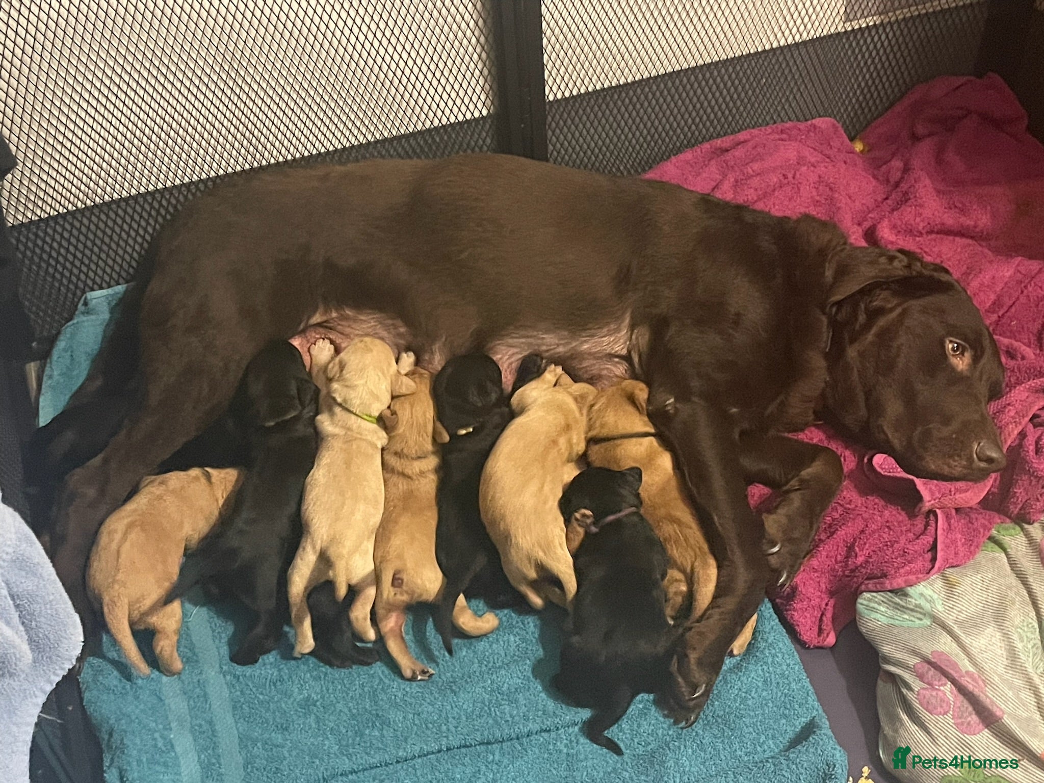 Labrador Retriever dogs Beautiful Chunky Labrador Puppies  in Alfreton - Advert 3