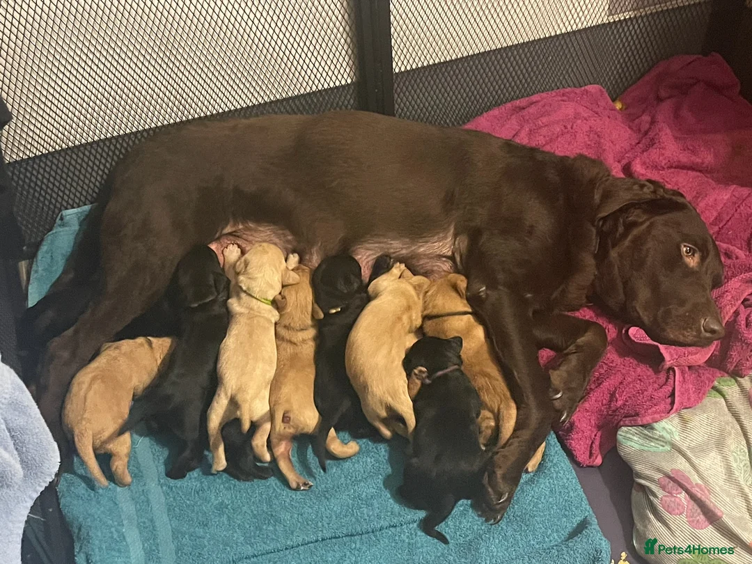 Labrador Retriever dogs for sale: Beautiful Chunky Labrador Puppies  in Alfreton - Advert 1