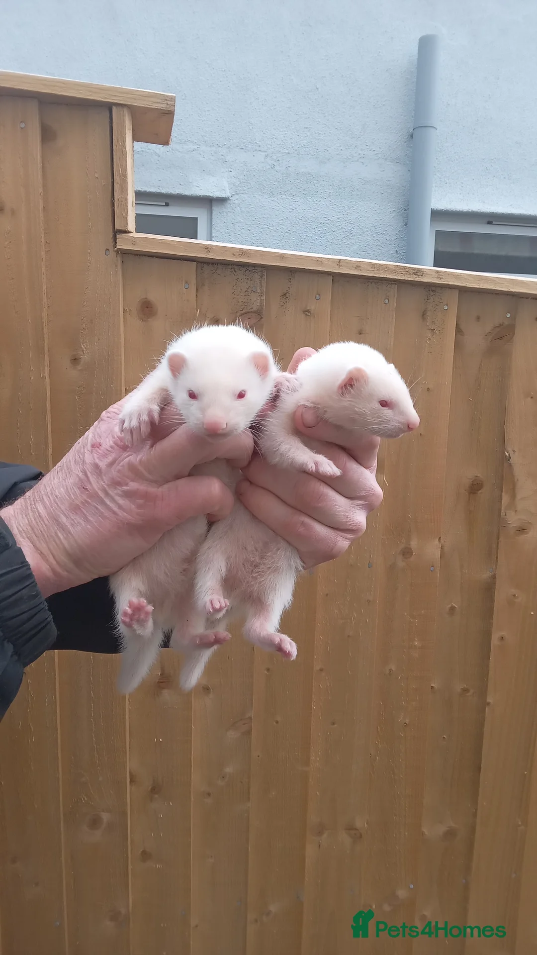 Ferret rodents for sale: Ferrets - Advert 3
