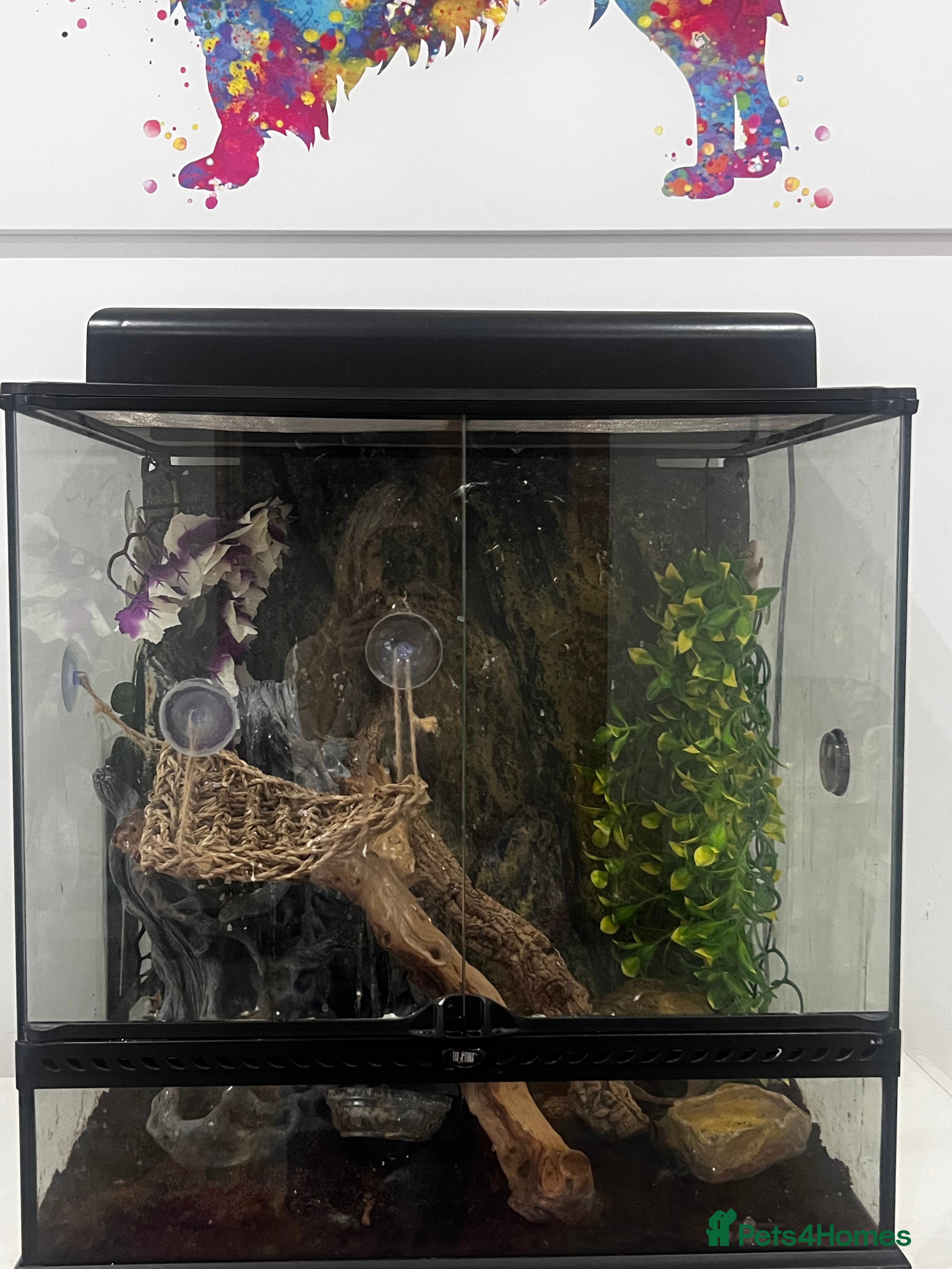 Gecko reptiles 3 x Crested Geckos and Exo Terra Viv - Advert 9