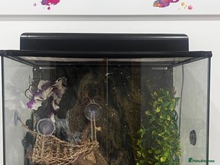 Gecko reptiles 3 x Crested Geckos and Exo Terra Viv - Advert 1
