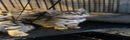 Bengal cats for sale: Last beautiful natured bengal cross blue BSH - Advert 1