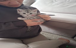 British Shorthair cats for sale: 2 males lovely cats  - Image 12