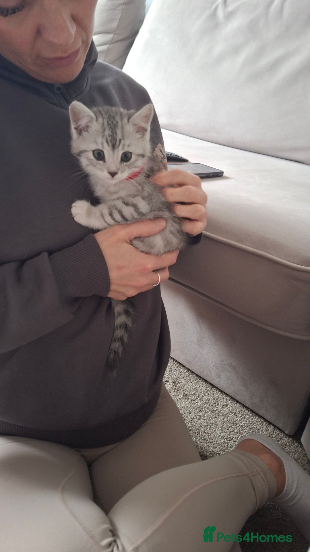 British Shorthair cats for sale: 2 males lovely cats  - Image 12