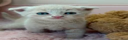 Scottish Fold cats for sale: Stunning Scottish fold & Selkirk Rex kitten  - Advert 36
