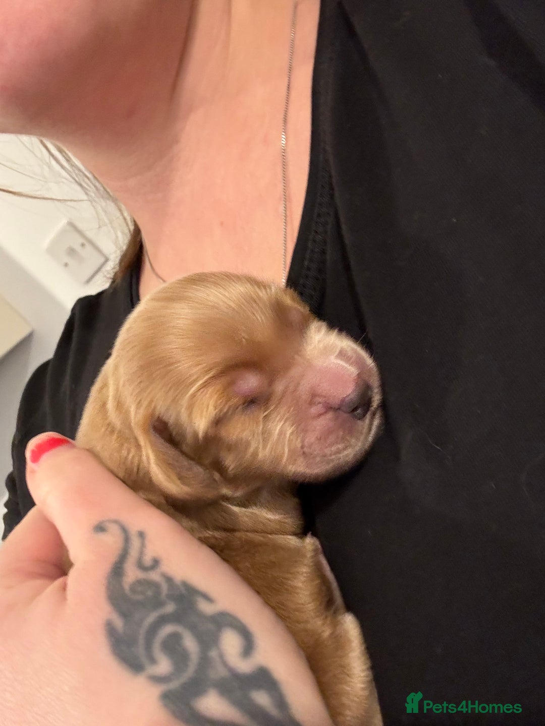 Cockapoo dogs for sale: F2 cockapoo puppies 4 boys 2 girls  - Advert 7