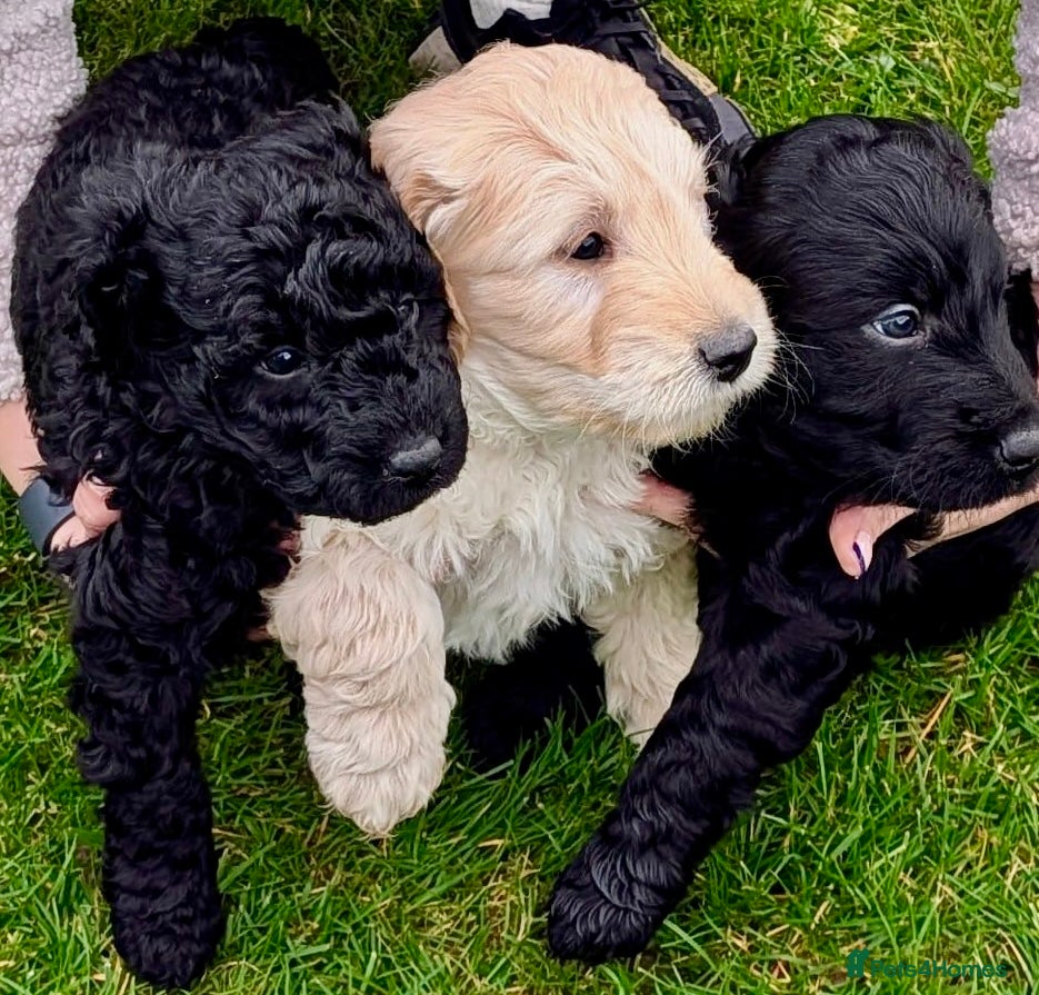 Double Doodle dogs Double Doodle puppies  - Advert 6