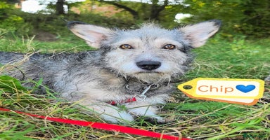 Mixed Breed dogs - Advert 7