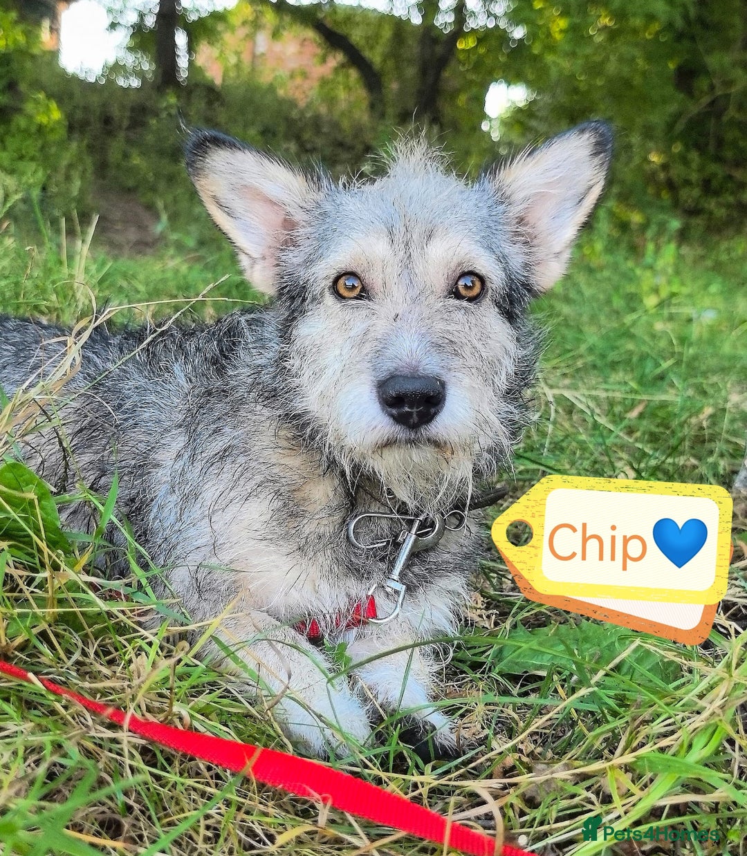 Mixed Breed dogs for adoption: 💙🐶 CHIP 🐶💙 - Image 2