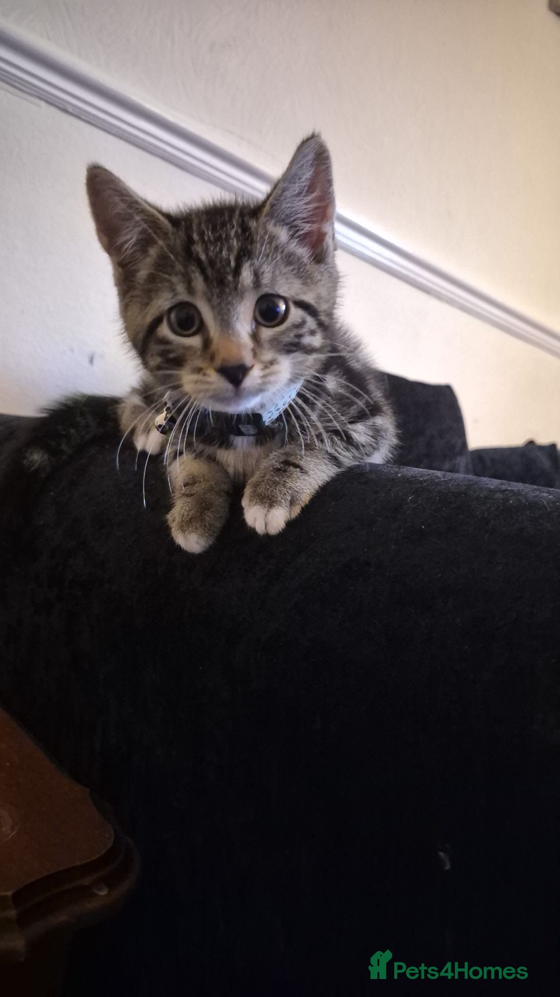 Domestic Shorthair cats Kitten called biscuit  - Advert 11