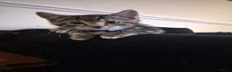 Domestic Shorthair cats for sale: Kitten called biscuit  - Advert 1