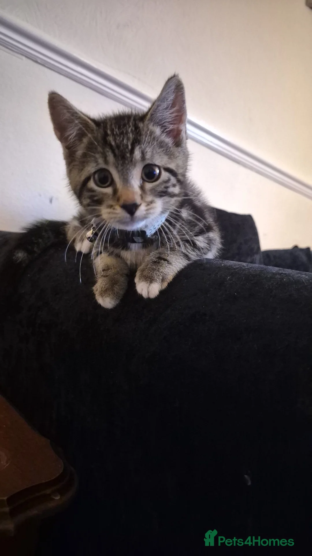 Domestic Shorthair cats for sale: Kitten called biscuit  - Advert 1