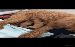 Cockapoo dogs for sale: Stunning toy cockapoo - Image 7