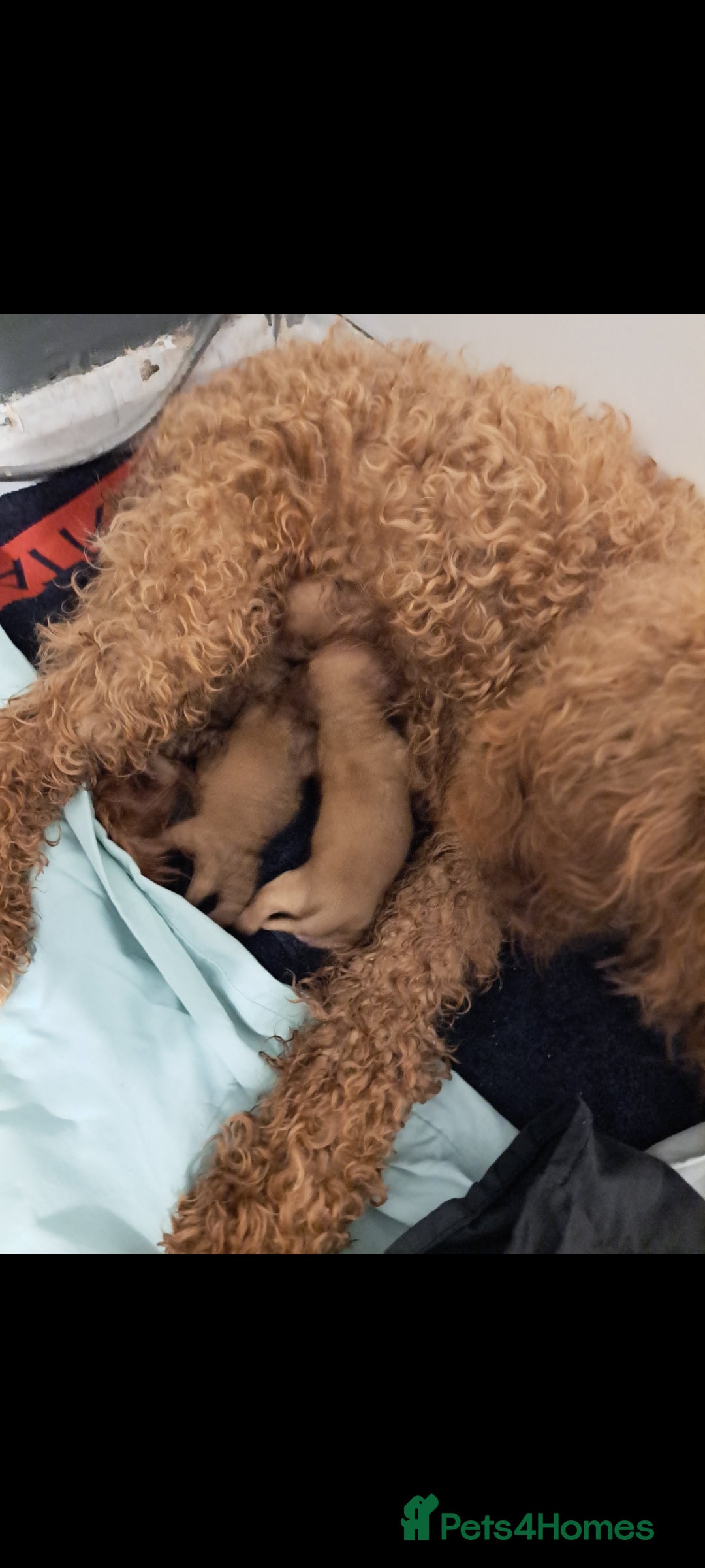 Cockapoo dogs for sale: Stunning toy cockapoo - Image 7