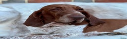 Bracco Italiano dogs for sale: Puppies due end of Jan!!   - Advert 13