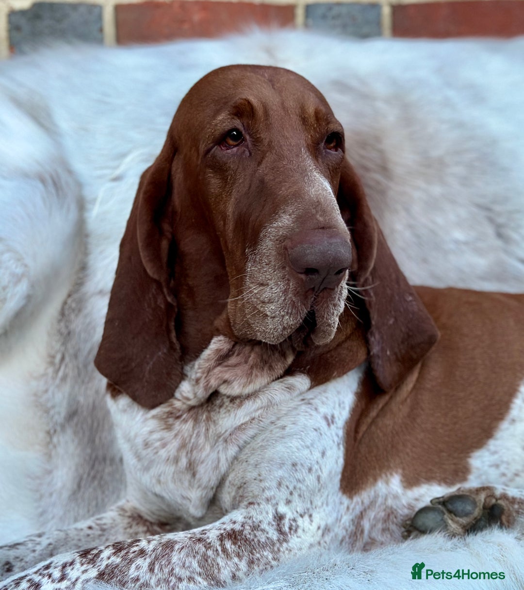 Bracco Italiano dogs for sale: Puppies due end of Jan!!   - Advert 13