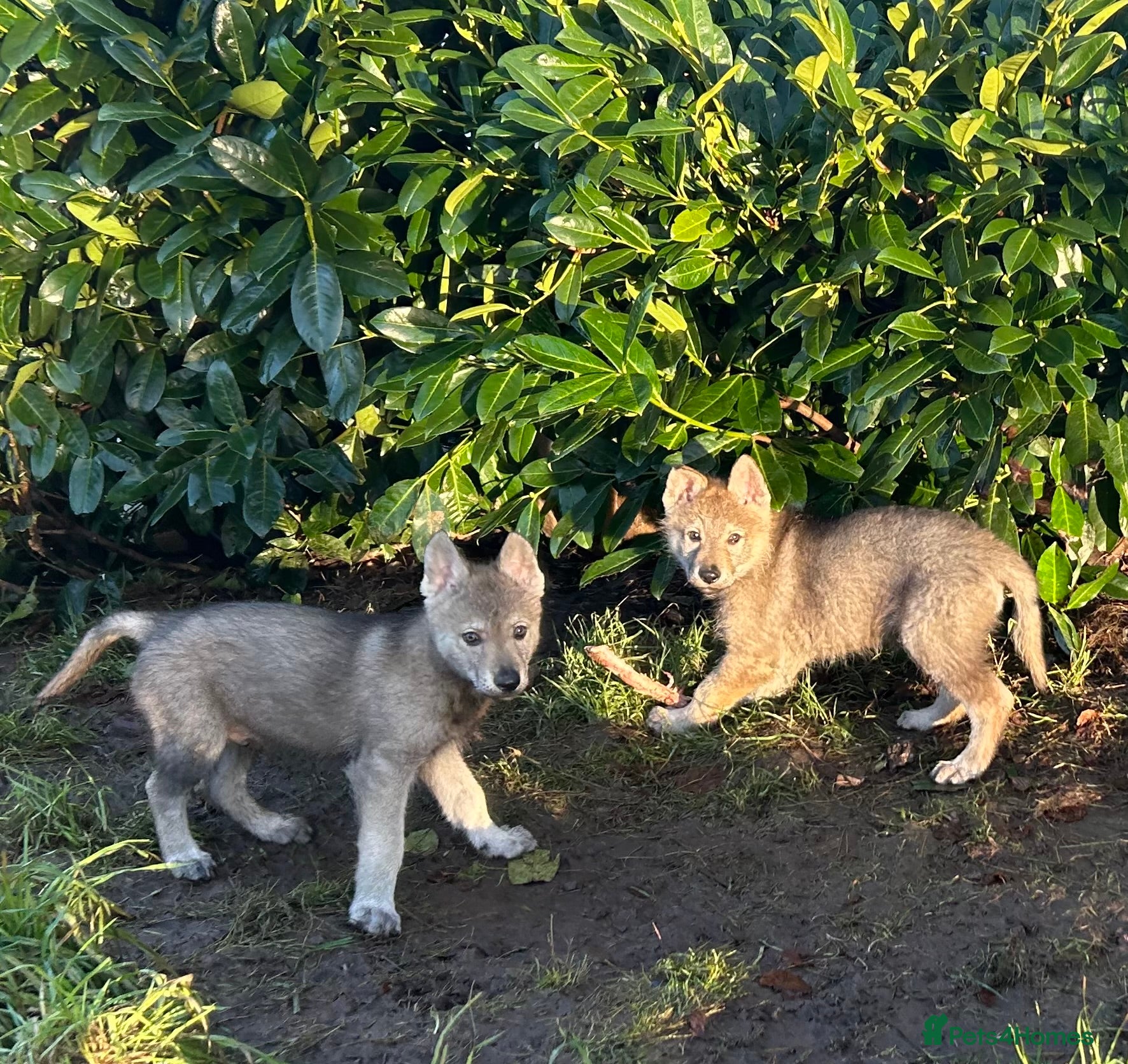Saarloos Wolfdog dogs READY NOW Czechoslovakian wolfdog - Advert 4