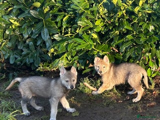 Saarloos Wolfdog dogs READY NOW Czechoslovakian wolfdog - Advert 4