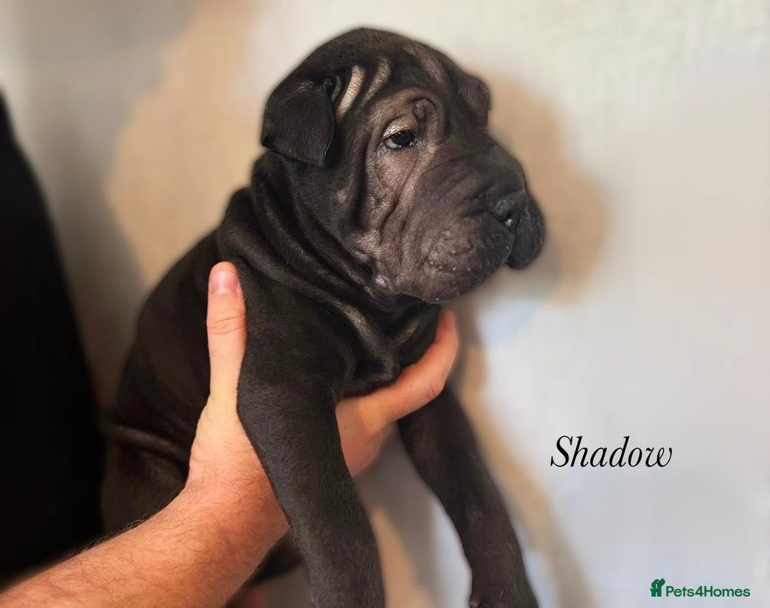 Shar Pei dogs for sale: 2 boys left full shar pei - Image 22