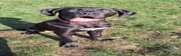 Cane Corso dogs for sale: Female cane corso  - Advert 2