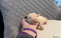 English Bull Terrier dogs for sale: Champion Bloodline English Bull Terrier Puppies  - Image 11