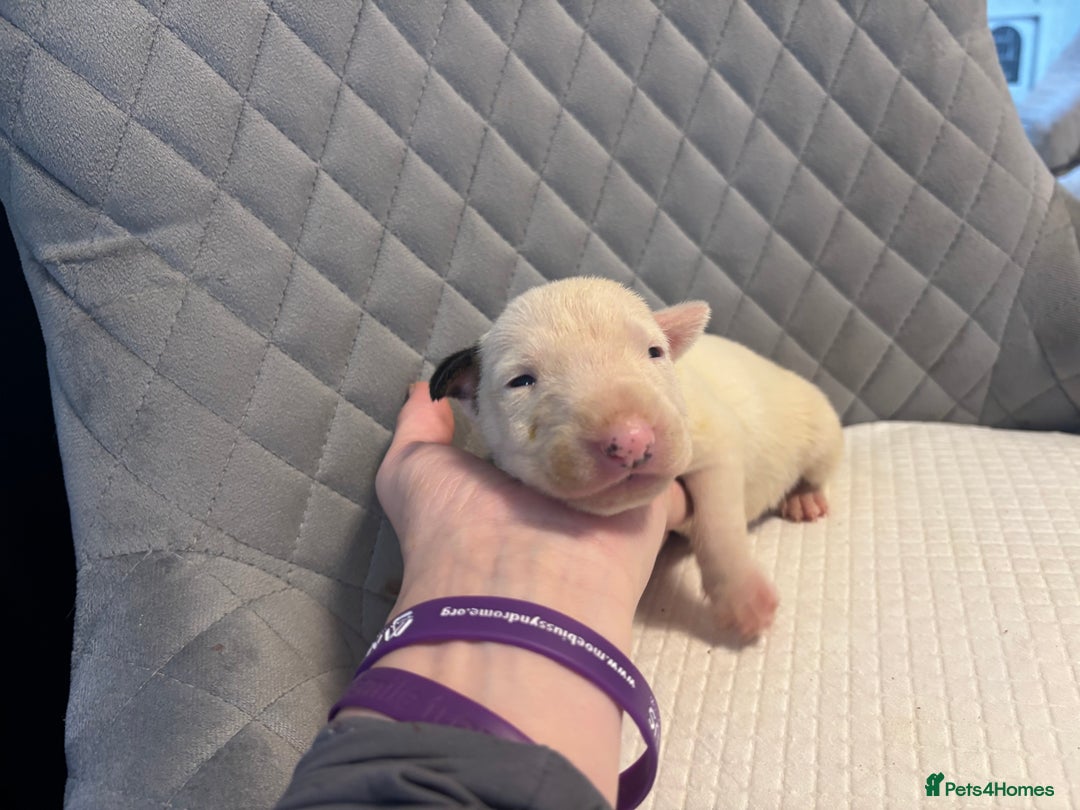 English Bull Terrier dogs for sale: Champion Bloodline English Bull Terrier Puppies  - Image 11