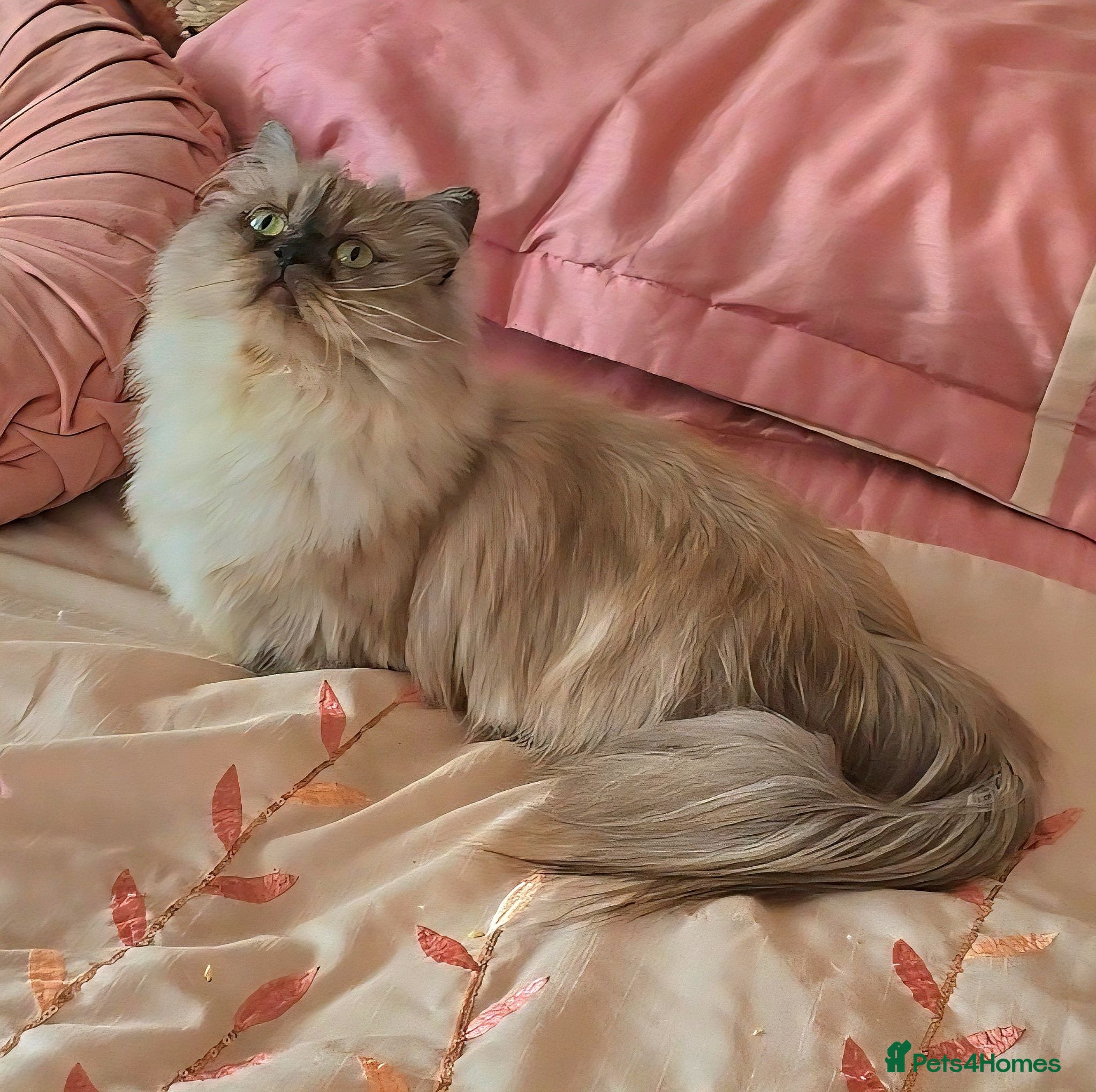 Munchkin cats Rare Quality Minuets - Advert 2