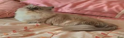 Munchkin cats for sale: Rare Quality Minuets - Advert 1