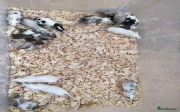Mouse rodents for sale: Pretty fancy mice in Bridgwater - Image 3