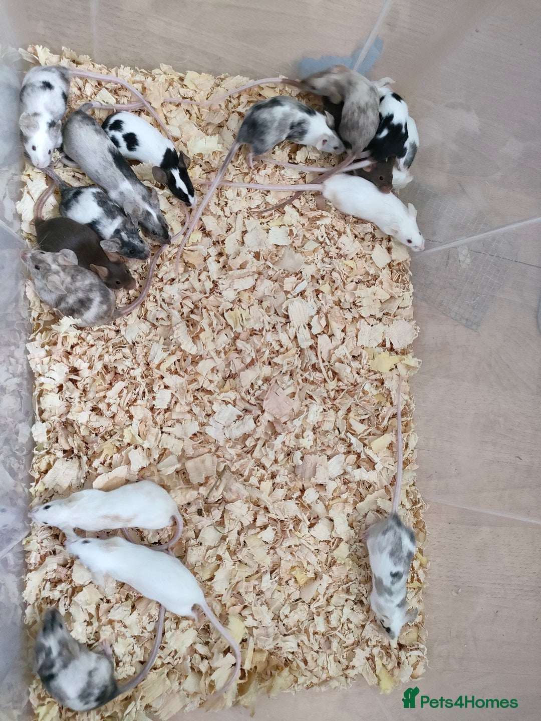 Mouse rodents for sale: Pretty fancy mice in Bridgwater - Image 3